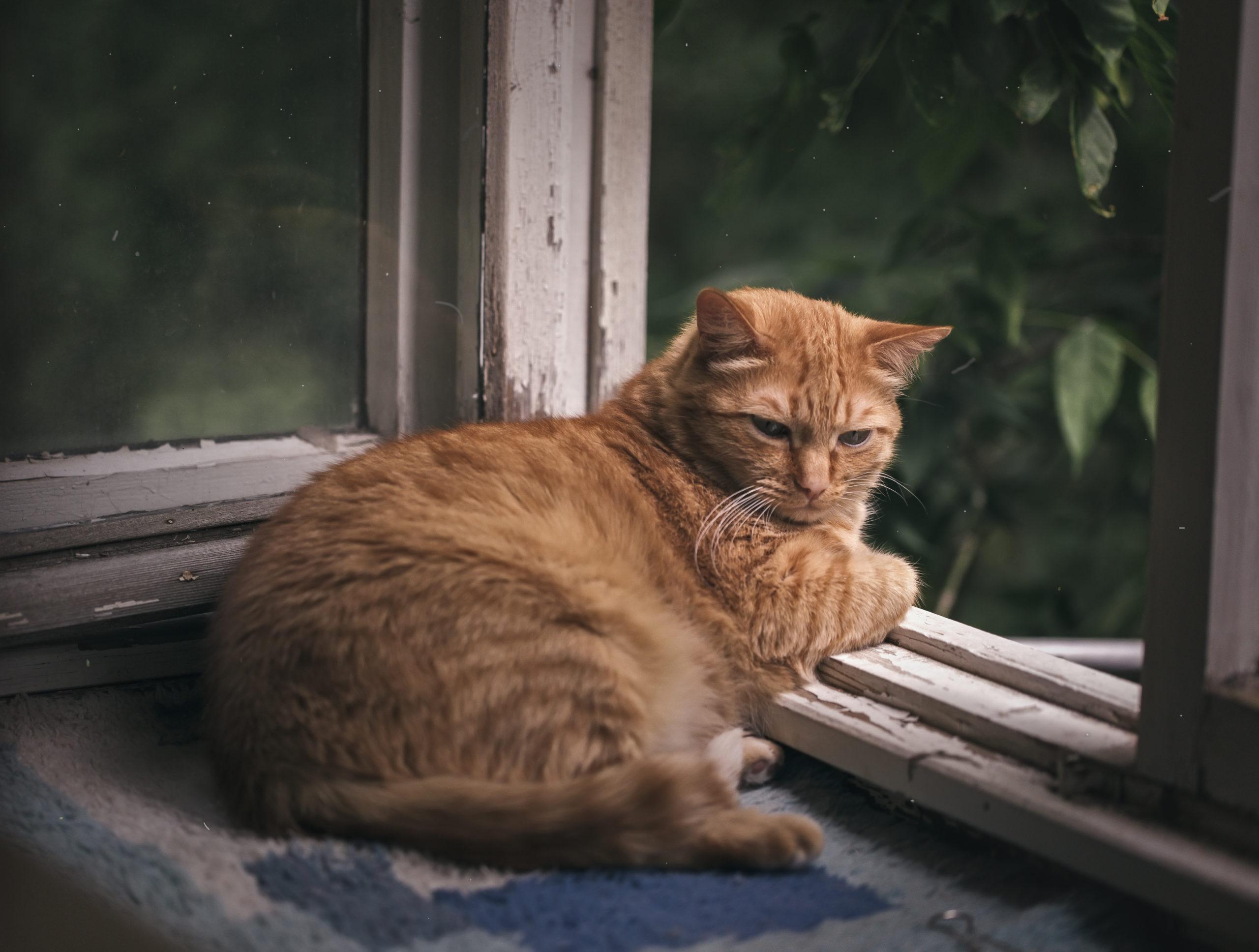 Ginger cat relaxing on a balcony, domestic cat