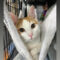 Marmalade