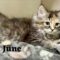 June