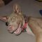 Ziggy