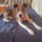 Adeline