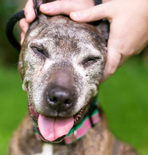 senior dog