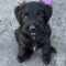 Dottie