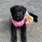 Dottie