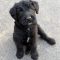 Dottie