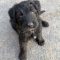 Dottie