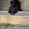 Dottie