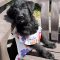 Dottie