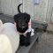 Dottie