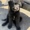 Dottie