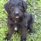 Dottie