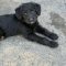 Dottie