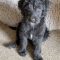Dottie