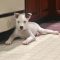 Balto