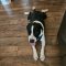 Waylon