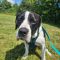 Waylon