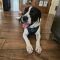 Waylon