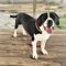 Waylon
