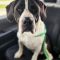Waylon