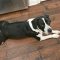 Waylon