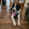 Waylon