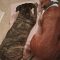 Brix